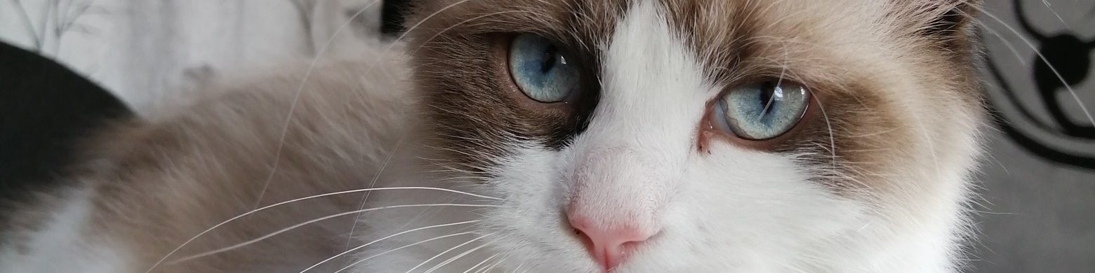 Mi gatosa vida como Cheetos